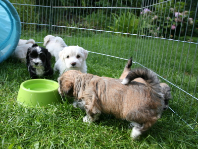 Bichon Havanais hvalpe hos Kennel Miki Nanoq